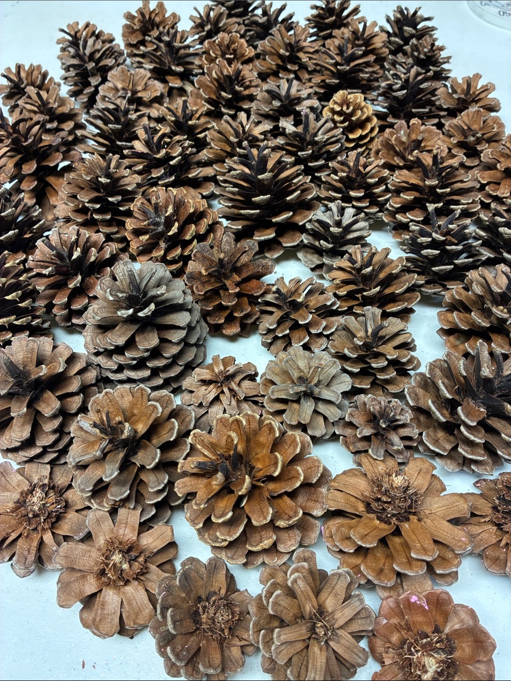 Natural Pinecones all sizes, shapes 65 Total